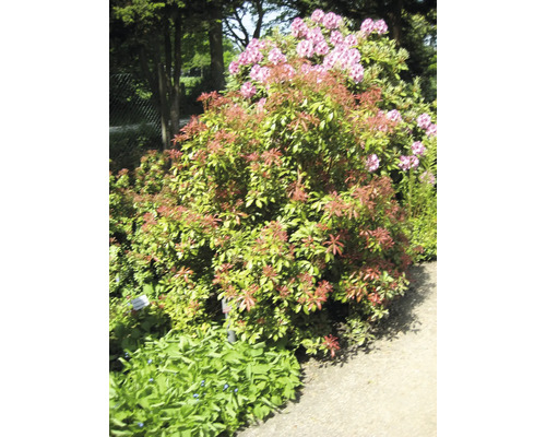 Sträucher-Set Vorgarten-Immergrün Schattenglöckchen/Pieris japonica 20/40 cm, im Topf, 3 Stk