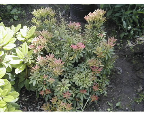 Japanische Lavendelheide im Garten.