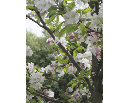 Blühender Apfelbaum mit weißen Blüten und grünen Blättern