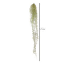 Über einen Meter lange, hängende Tillandsia usneoides
