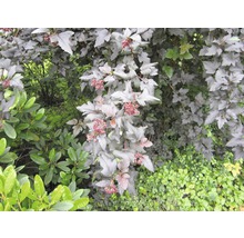 Pflanzen mit Blättern im Garten