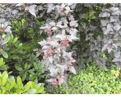 Pflanzen mit Blättern im Garten