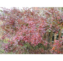 Blühender Zierstrauch im Garten