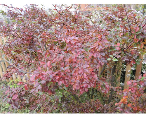 Blühender Zierstrauch im Garten