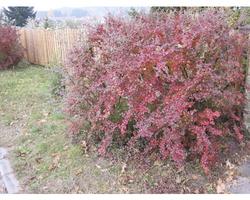 Berberitze als Zierstrauch im Garten
