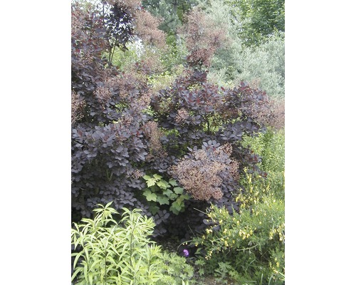 Blick auf einen Perückenstrauch im Garten.