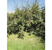 Hecke mit grünen Blättern und roten Beeren im Garten.