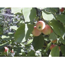 Apfelbaum mit Äpfeln und Blättern