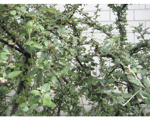 Detailansicht eines Zwergmispelstrauchs mit kleinen Blättern und Blütenknospen.