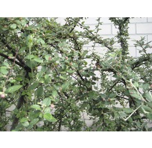 Im Bild ist ein Zwergmispelstrauch mit grünen Blättern und kleinen Blüten zu sehen.