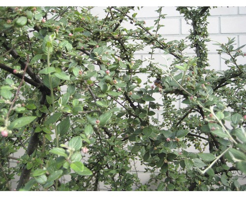 Im Bild ist ein Zwergmispelstrauch mit grünen Blättern und kleinen Blüten zu sehen.