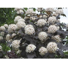 Blütenstrauch mit dunklen Blättern und weißen Blüten