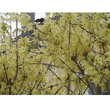 Blühender Forsythienstrauch im Garten