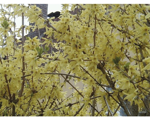 Blühender Forsythienstrauch im Garten