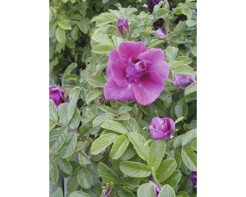 Nahaufnahme einer purpurroten Kartoffelrose mit grünen Blättern.