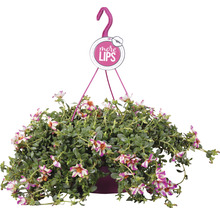 Hängepflanze mit Blüten im Topf