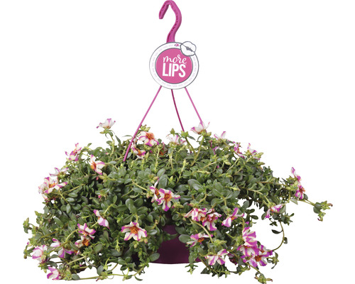 Hängepflanze mit Blüten im Topf