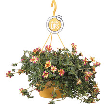 Hängepflanze mit gelb-roten Blüten im Topf