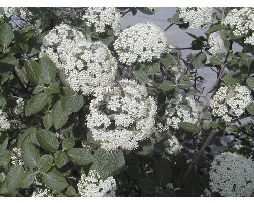 Blühender Schneeballstrauch mit weißen Blüten