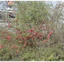 Blühender Zierquittenstrauch im Garten