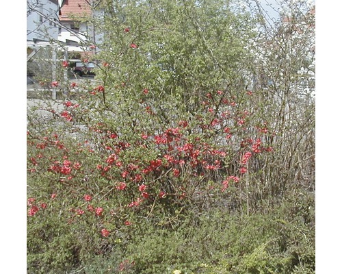 Blühender Zierquittenstrauch im Garten
