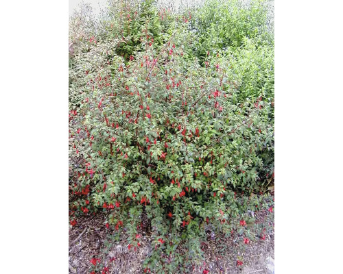 Sträucher-Set Sommerblüher Scharlachfuchsie 'Riccartonii', Blauraute 'Blue Spire' & Johanniskraut 'Hidcote' 30/50 cm, im Topf, 3 Stk-0