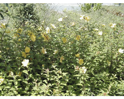 Strauch mit grünen Blättern und gelben Blüten
