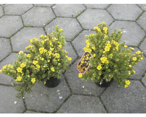 Sträucher-Set Sommerblüher Fingerstrauch gelb & weiß 30/40 cm, im Topf, 3 Stk Zwei Topfsträucher mit gelben Blüten