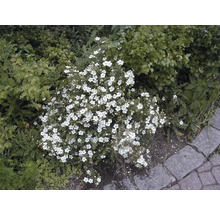 Sommerblüher Set 5