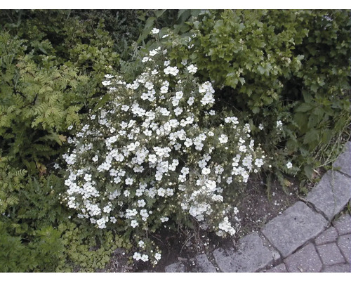 Bodendeckerpflanze mit weißen Blüten im Garten