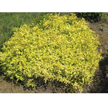 Goldgelber Zierstrauch im Garten.