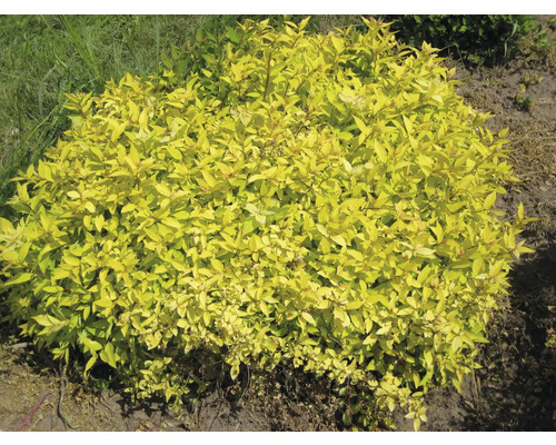 Goldgelber Zierstrauch im Garten.