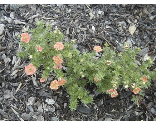 Fingerstrauch mit Blüten im Gartenbeet