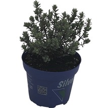 Silverland Sortiment 12er Topf sortiert