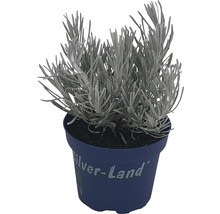 Silverland Sortiment 12er Topf sortiert