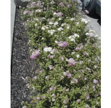 Beet mit Spiraea-Pflanzen im Garten
