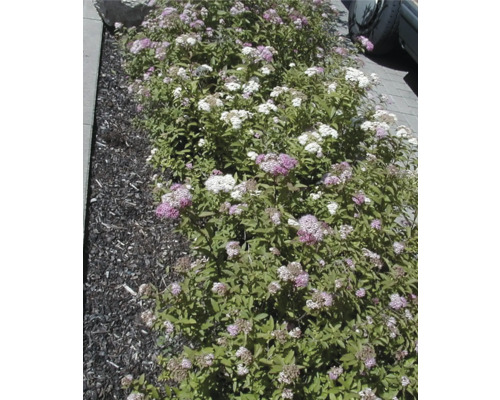 Beet mit Spiraea-Pflanzen im Garten