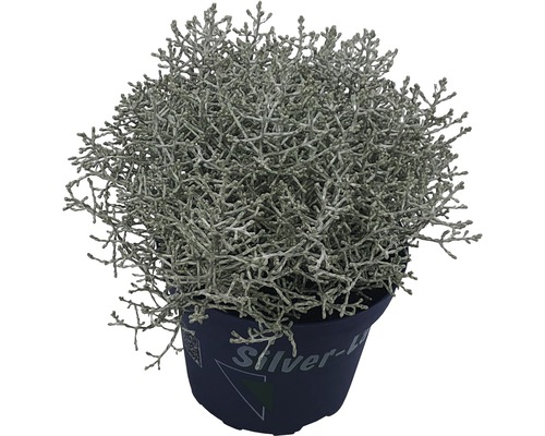 Silberblatt Pflanze im Topf