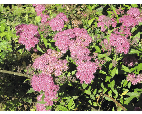 Nahaufnahme der blühenden Spirea mit vielen kleinen Blüten