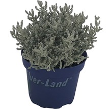 Silverland Sortiment 12er Topf sortiert