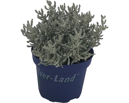 Silberblatt im blauen Topf