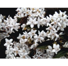 Nahaufnahme von blühenden Deutzien