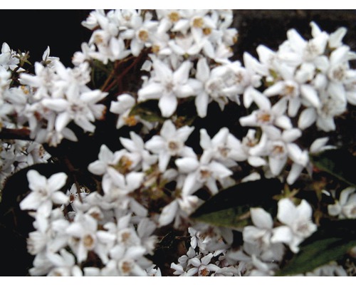 Nahaufnahme von blühenden Deutzien