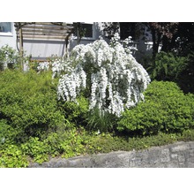 Blühender Brautstrauch im Garten