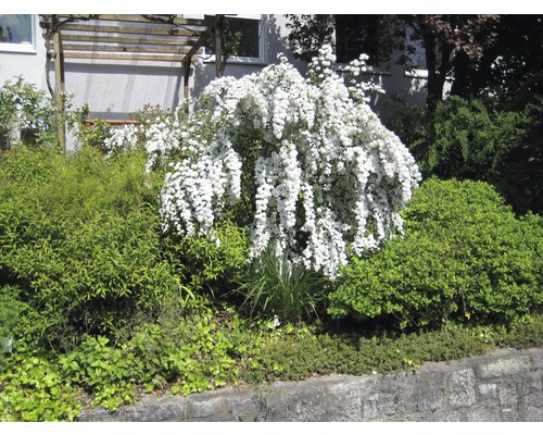 Blühender Brautstrauch im Garten