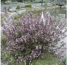 Blühende Pflanze im Garten in der Nähe eines Teichs