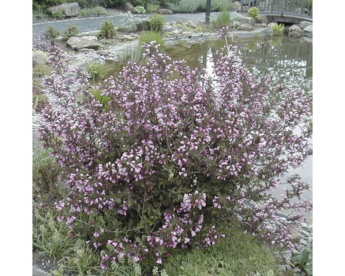 Blühende Pflanze im Garten in der Nähe eines Teichs