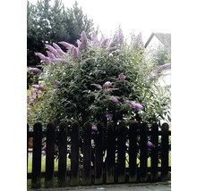 Schmetterlingsstrauch im Garten mit Holzzaun