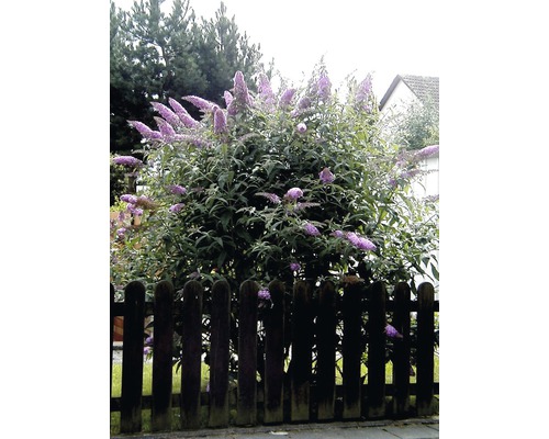 Schmetterlingsstrauch im Garten mit Holzzaun