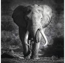 Schwarzweiß-Fotografie eines Elefanten mit Stoßzähnen
